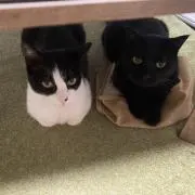 めろこ