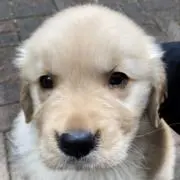 メル