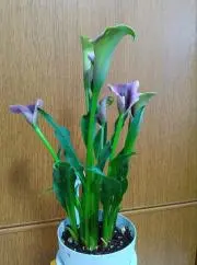 よもちゅうの画像