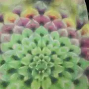 なおの画像