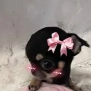 どんぺんの画像