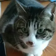ユメにゃん