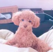 プー太