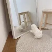 ぽちの画像