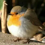 鳥