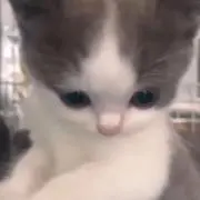 ゆの画像