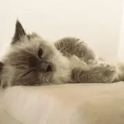 ねこの画像