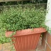 りりーの画像