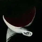 螺 染