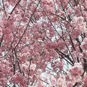 Mayの画像