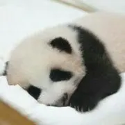ABCの画像