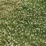 こなみかんの画像