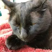 ゆき