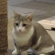 しろねこの画像