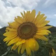 くま