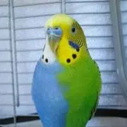 鳥オ(^^)/