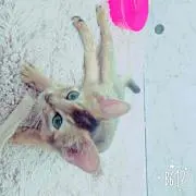 みたもや