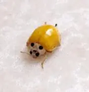 麦の画像
