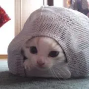 uniの画像