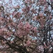 ニックの画像