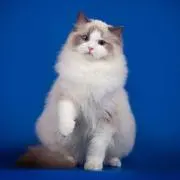ゾイドの画像