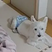ゆきちゃん
