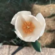 ruu＊プロフ必読の画像
