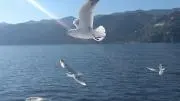 みかん