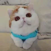 みか