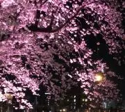 コバコの画像