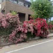 ゆき