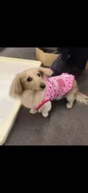 みみ♪