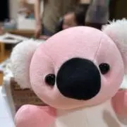 コアラっこの画像