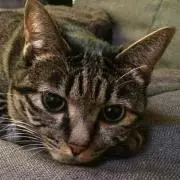にゃんの画像