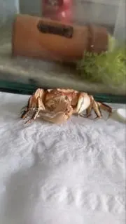 ここかかの画像