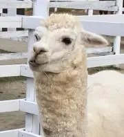 サユッすの画像