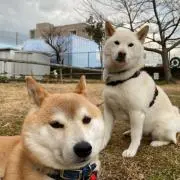 Haku ELLEDKの画像