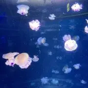 ジェリーの画像