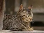 にゃんたろうの画像