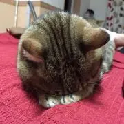 るうの画像