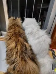 ふうちゃんの画像