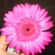 さらんらっぷの画像