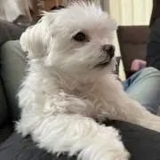 れのあの画像