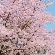 きぃきぃ
