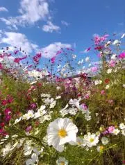 ❀秋桜❀の画像