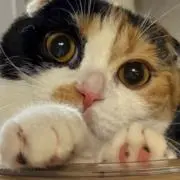 まねの画像