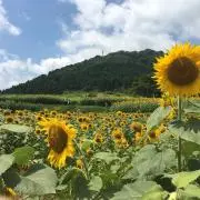 ぽめの画像