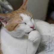 加ト吉の画像