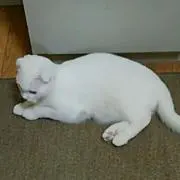 ココネ