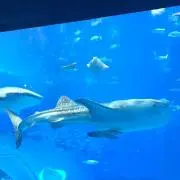 Mダックス